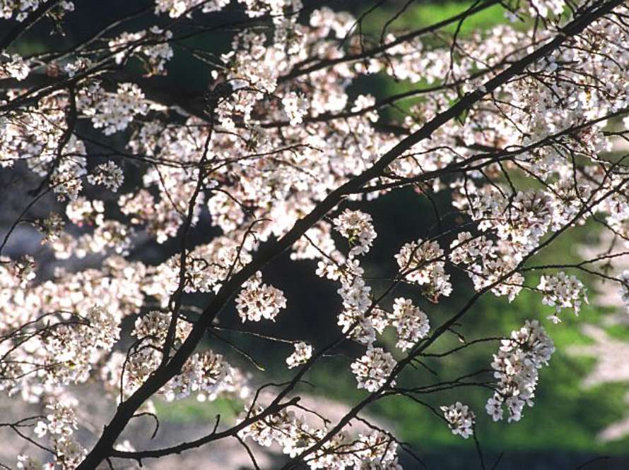 i maj slår bladen ut och fruktträden blommar.