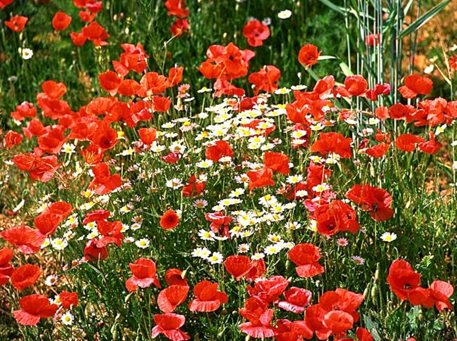 i juni blommar ängarna.