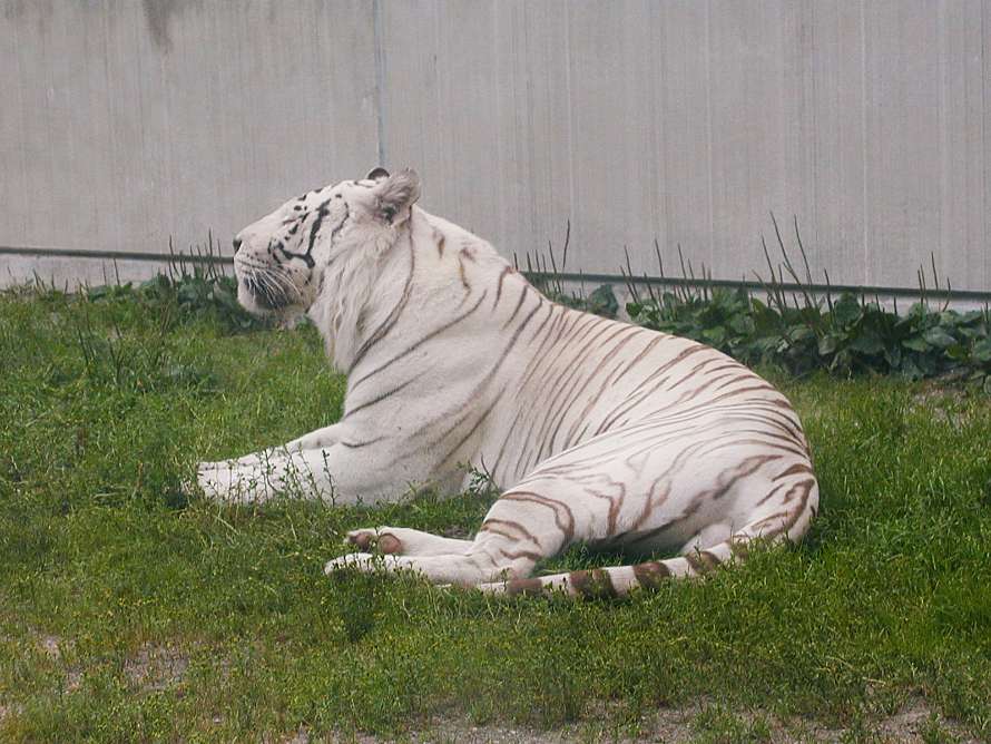 Den vita tigern är spännande.