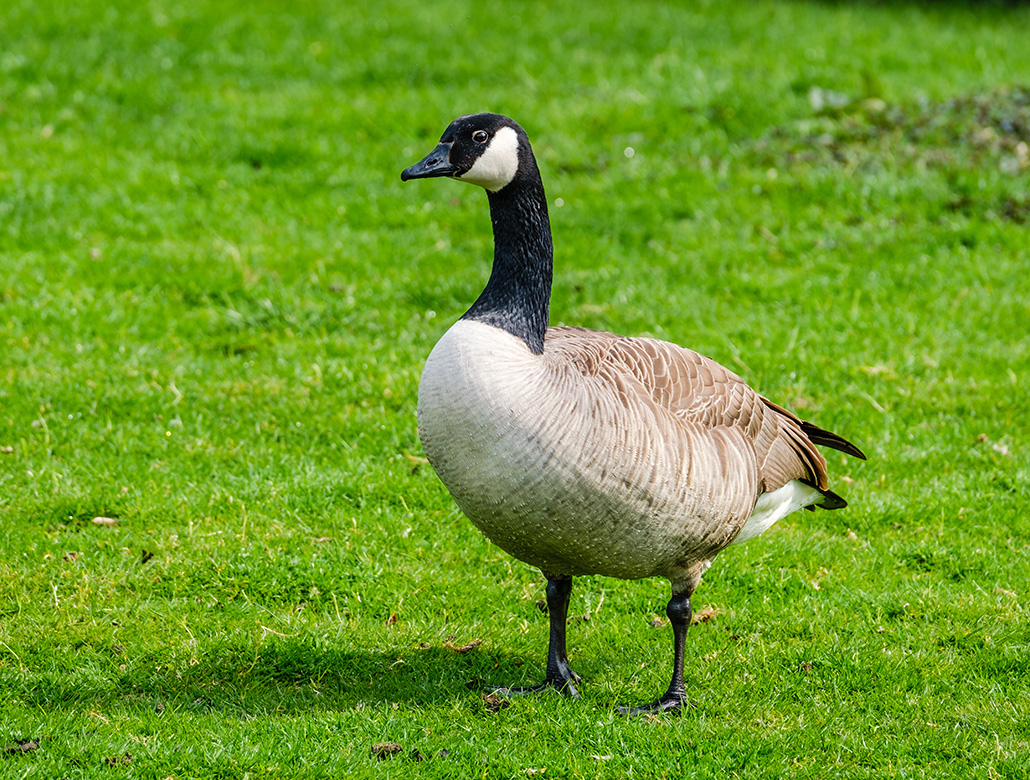 gås