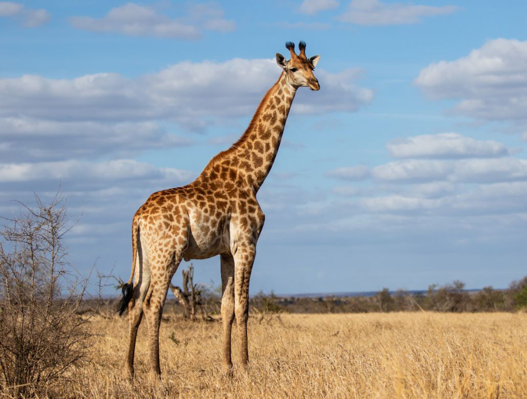 giraff