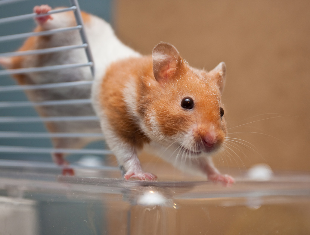 hamster
