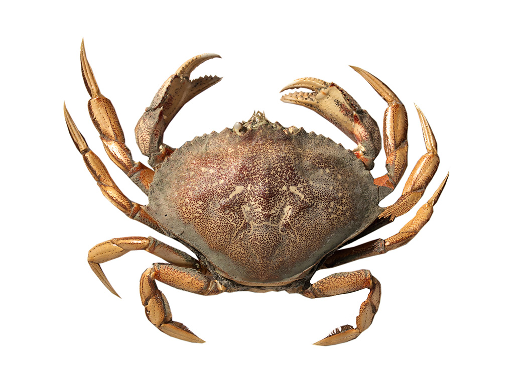 krabba
