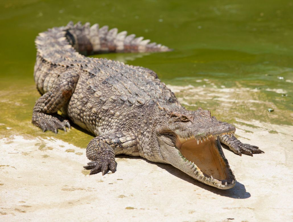 krokodil