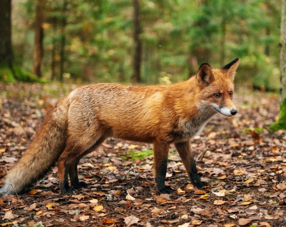 räv