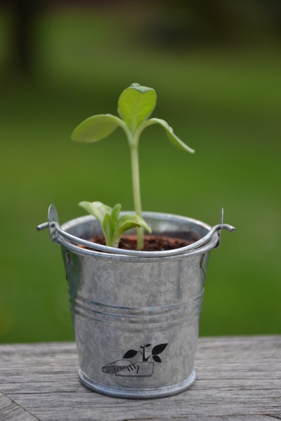 Mini pot de fleur