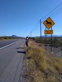 Small hitchhiking from mesa az united states to flagstaff az united states