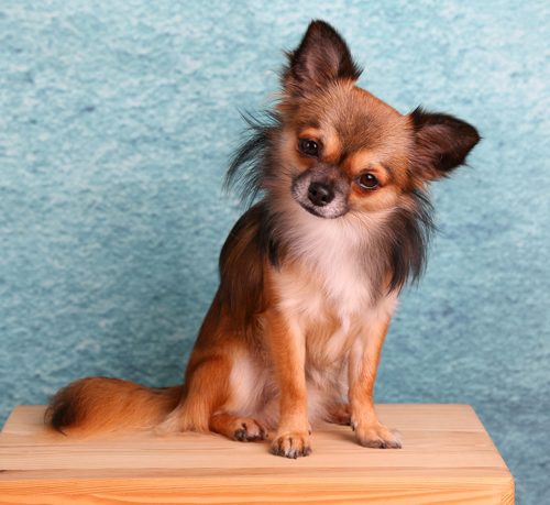 Chihuahua Chihuahua