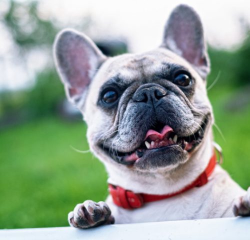 Französische-Bulldog Französische-Bulldog