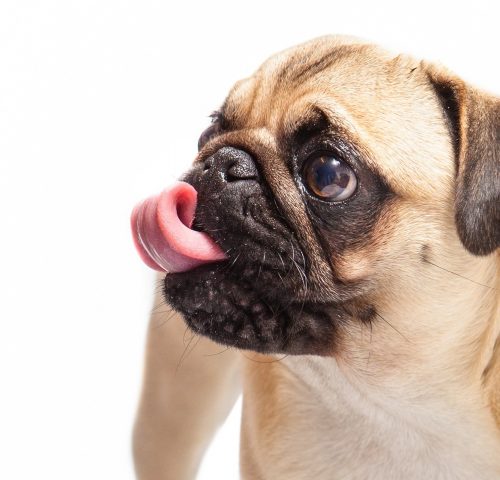Mops Mops