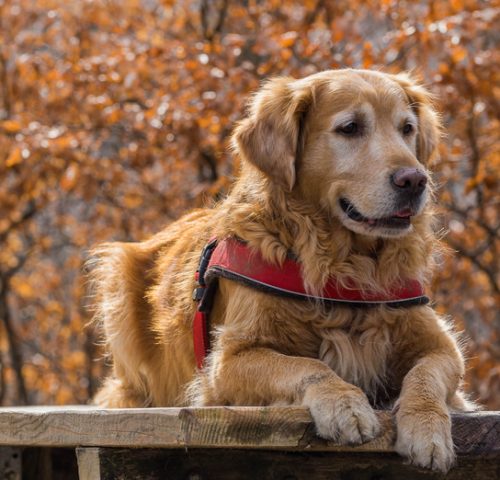 Golden Retriever Golden Retriever
