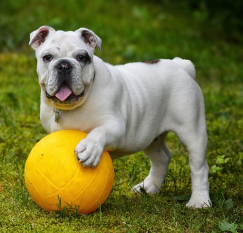 Englische Bulldogge Englische Bulldogge