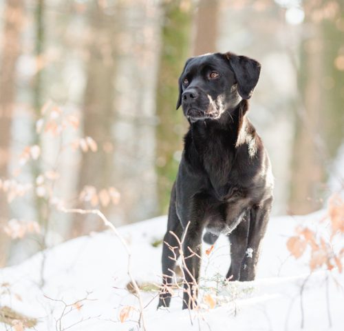 Labrador Labrador
