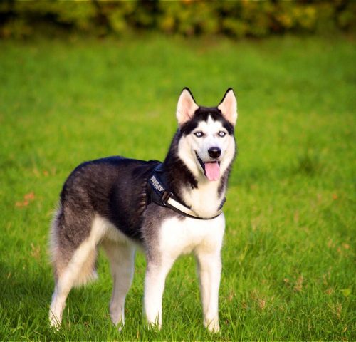 Husky Husky