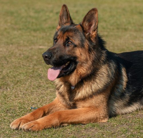 Deutscher-Schäferhund Deutscher-Schäferhund