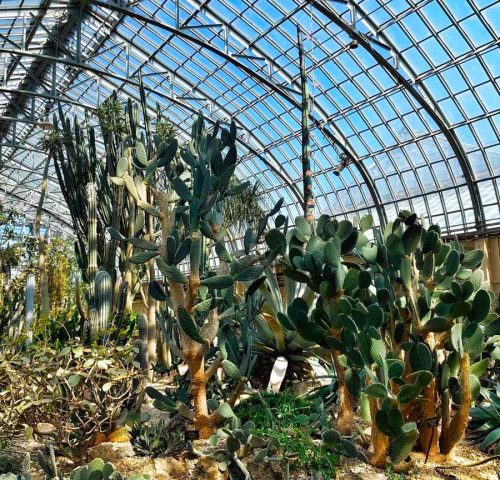 Garfield Park Conservatory Garfield Park Conservatory