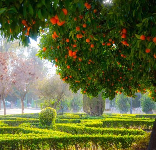 Parque de Maria Luisa Sevilla Parque de Maria Luisa Sevilla