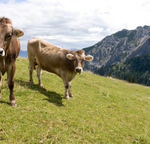 Kühe im Allgäu Kühe im Allgäu