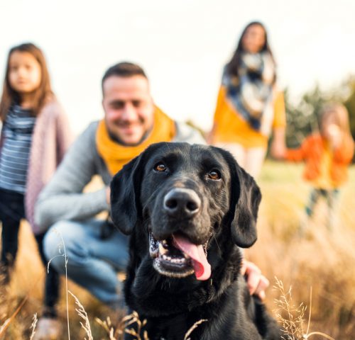 Hund mit Familie Hund mit Familie