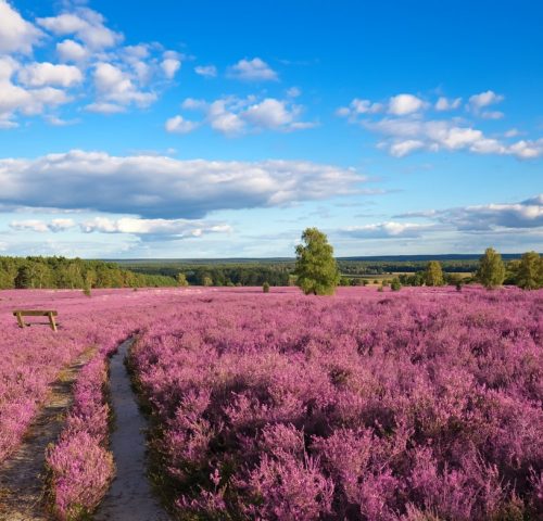 Lüneburger Heide Lüneburger Heide