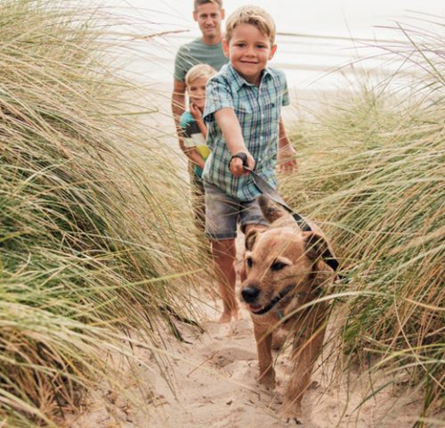 Hund am Strand Hund am Strand