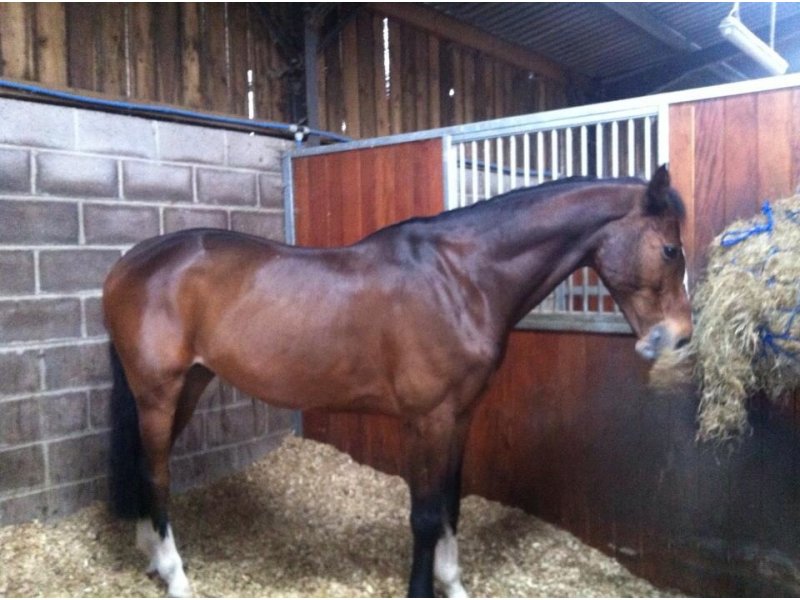 Horse for sale Zorba (obi) Ringwood, UK