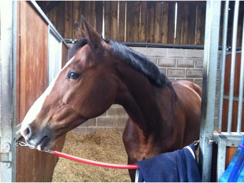 Horse for sale Zorba (obi) Ringwood, UK