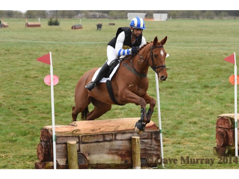 Horse for sale Malenfant Ringwood, UK