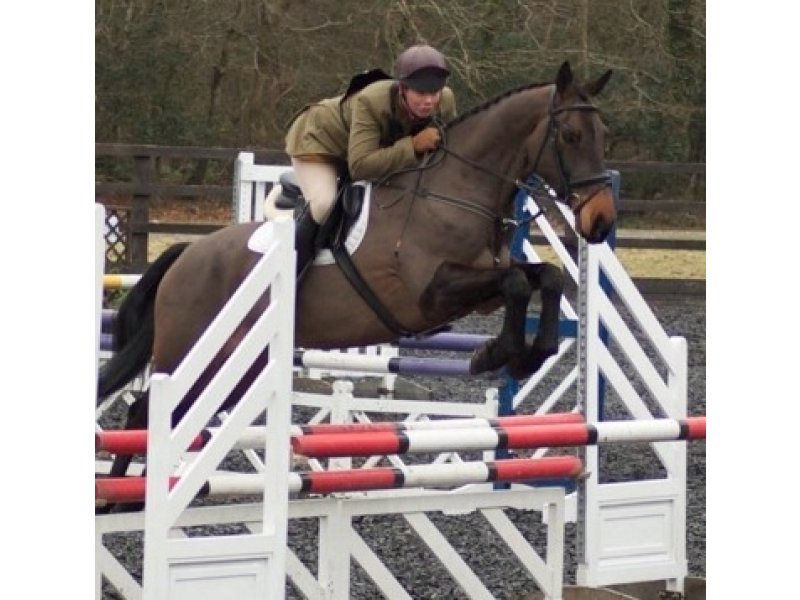 Horse for sale Shannondale Celeb Ringwood, UK