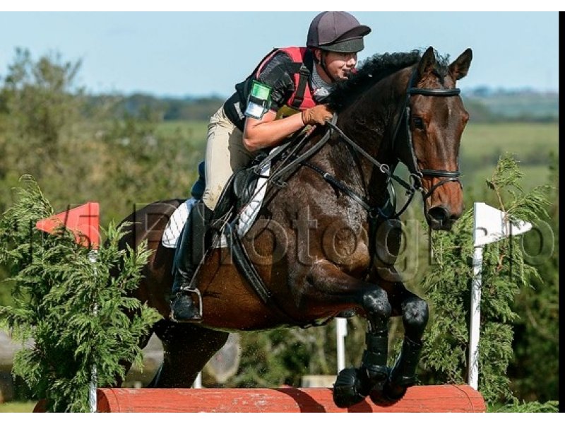 Horse for sale Shannondale Celeb Ringwood, UK