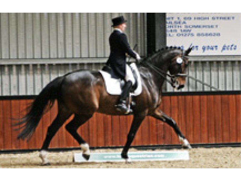 A P Equestrian Chippenham, Gloucestershire Horse Scout