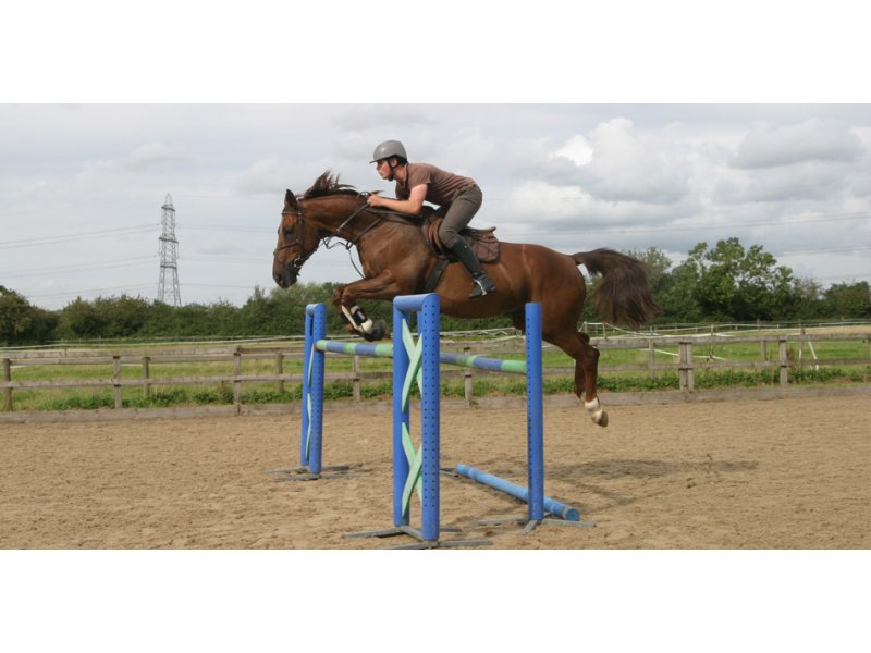 A P Equestrian Chippenham, Gloucestershire Horse Scout