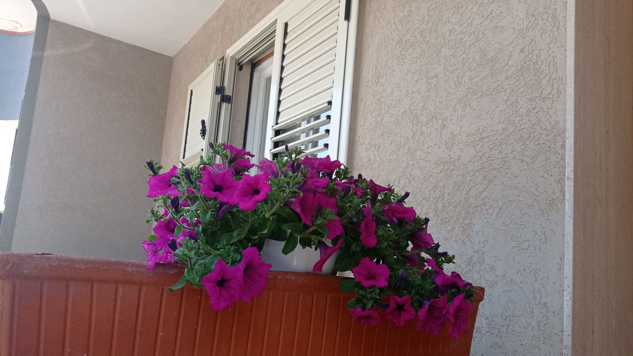 Fiori d'Arancio