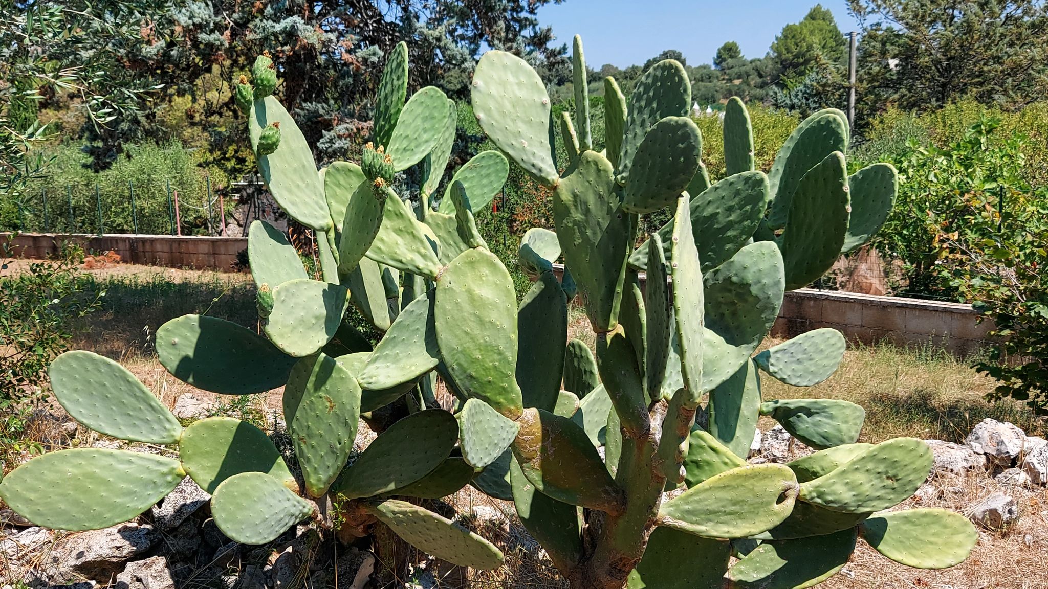 CASE AL LAGO Putignano Puglia Tu (Putignano) By Case al Lago