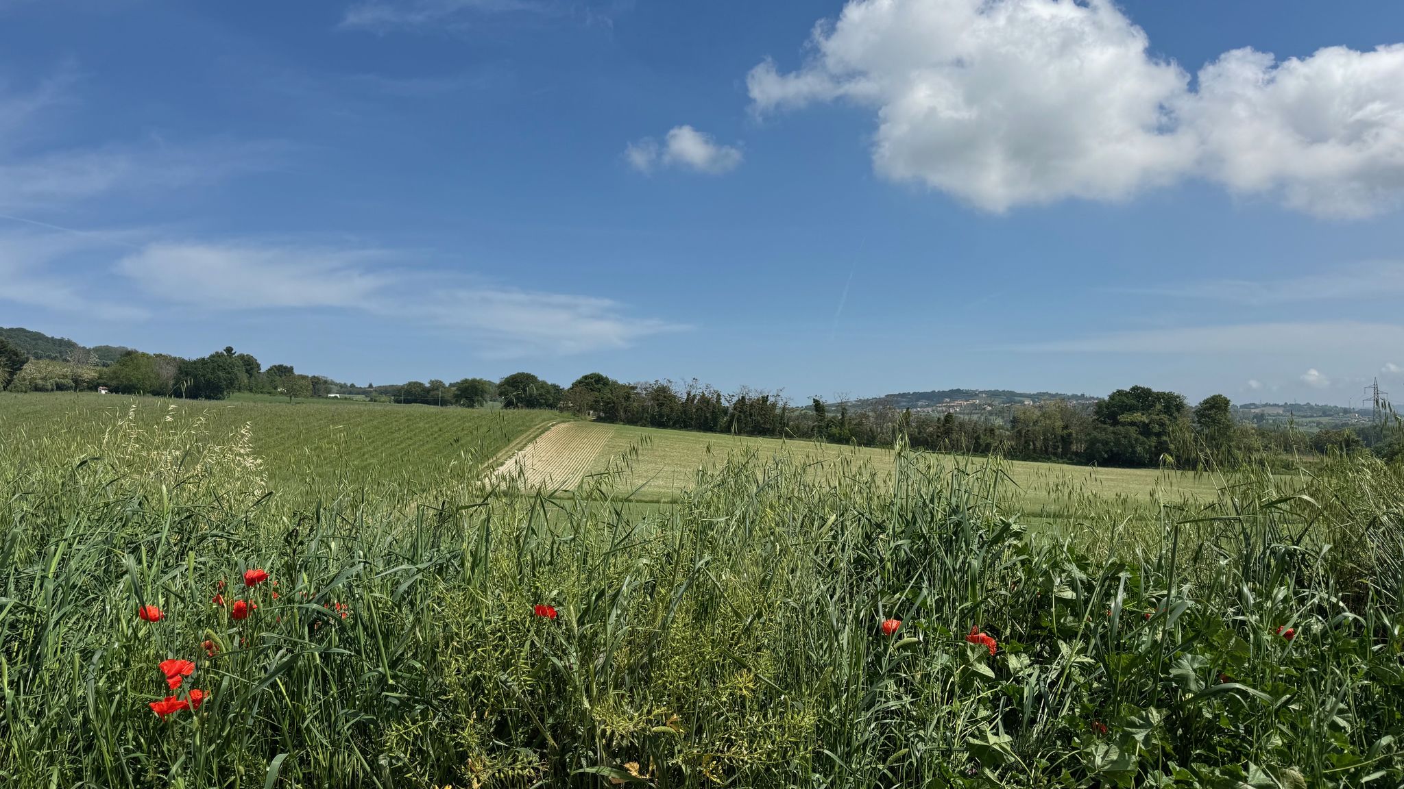 Italianway Ancona Biancarda 4