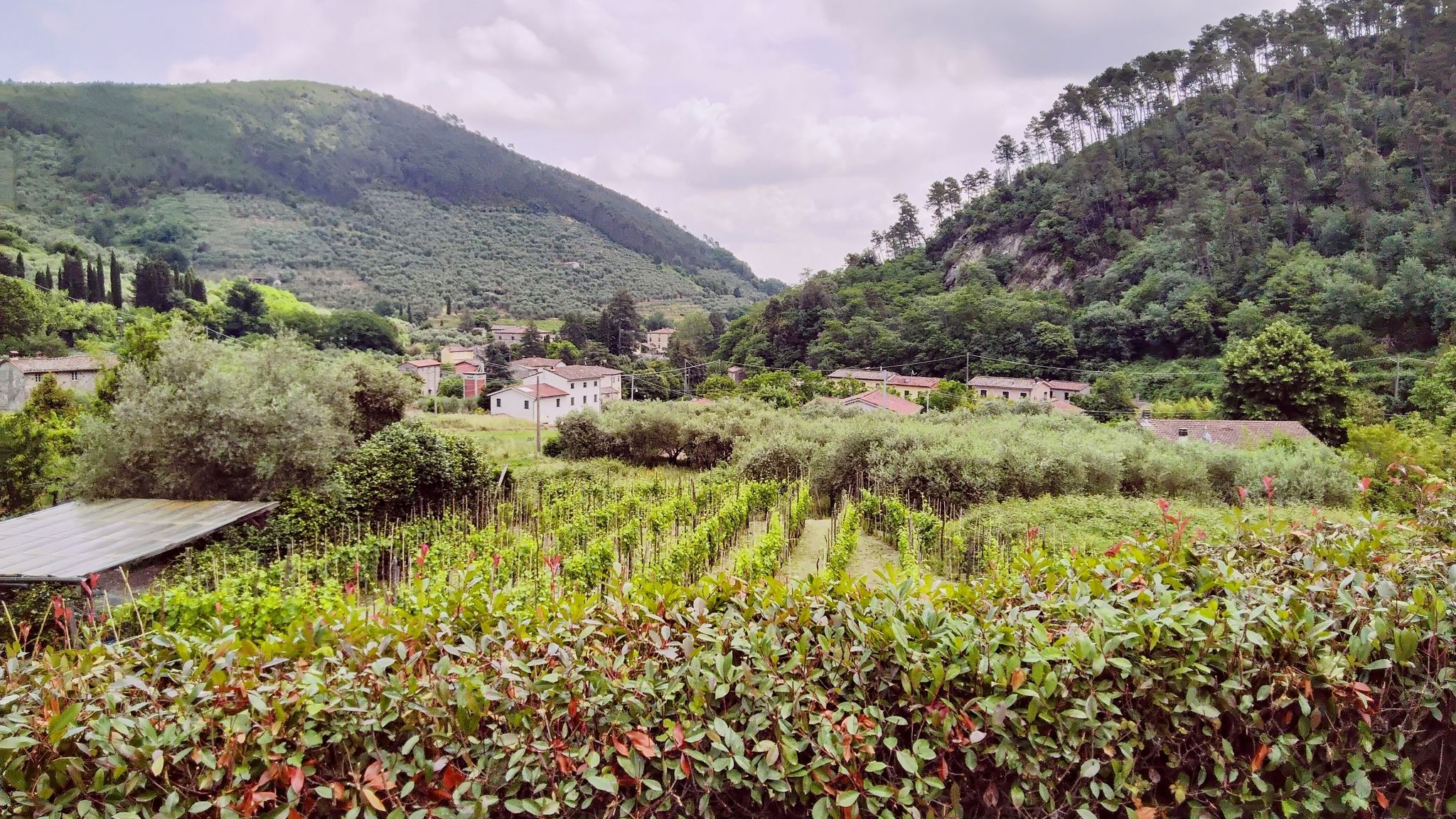 Casale Delle Camelie