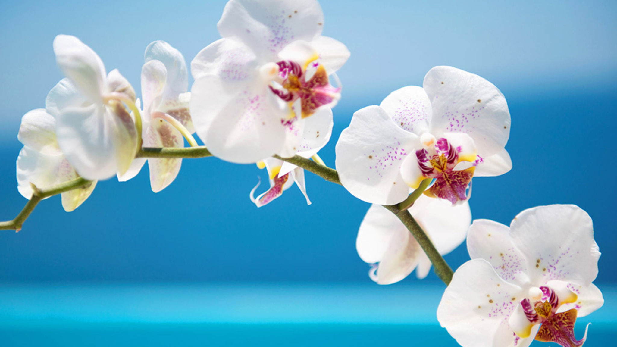 White Orchid Laelia
