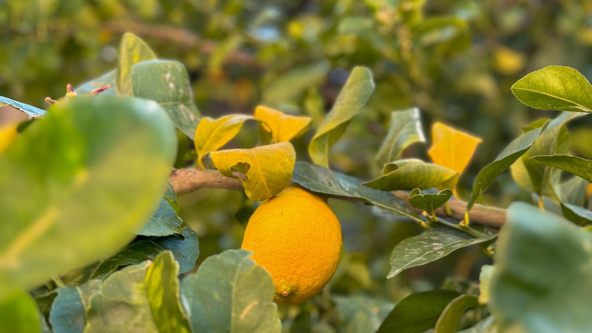 Italianway San Vito Chietino Mare, Monti e Limoni
