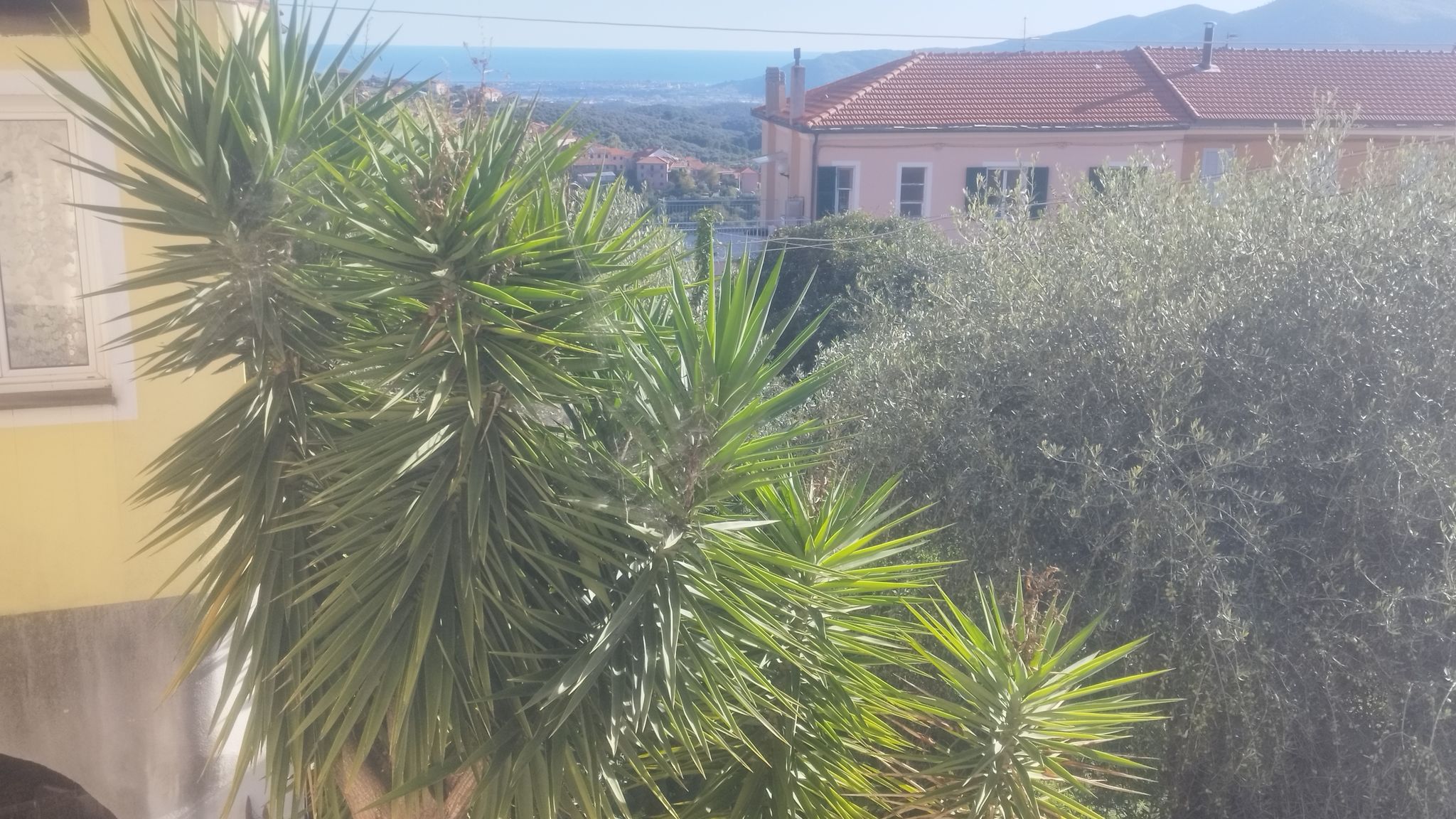 Italianway Arnasco Serenità tra gli ulivi