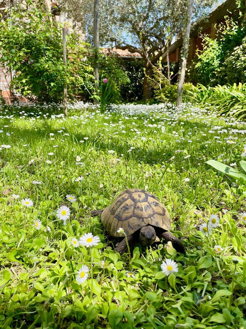 Italianway Venezia Un jardin à Venise