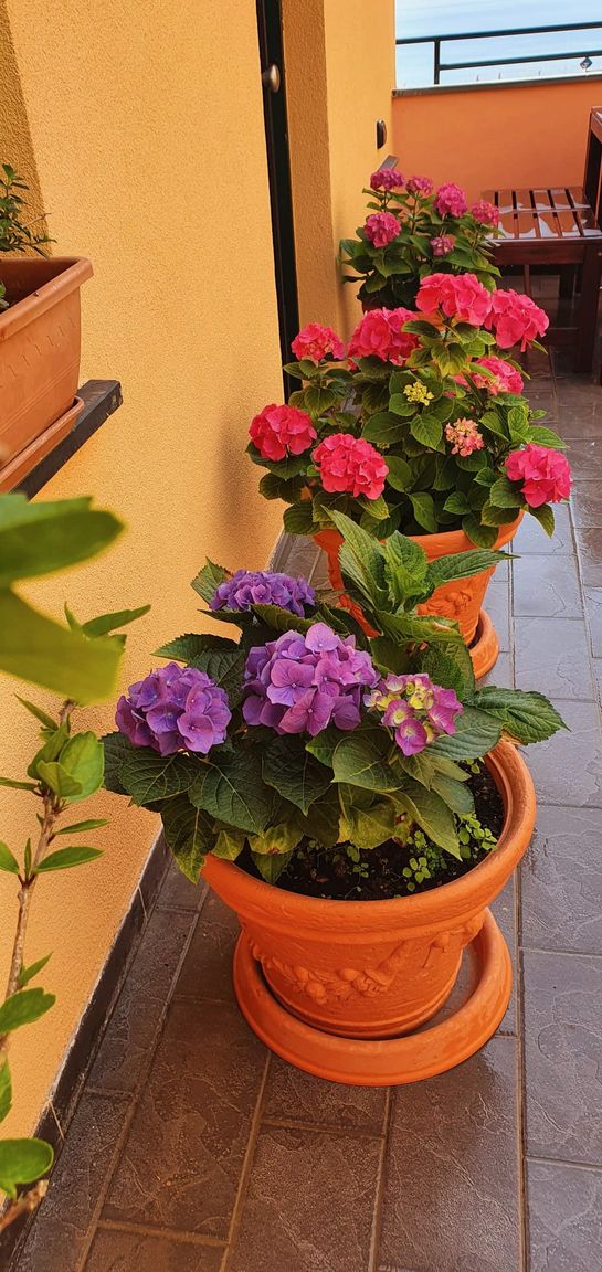 Italianway Monterosso al Mare  Casa di Lucy with terrace and seaview