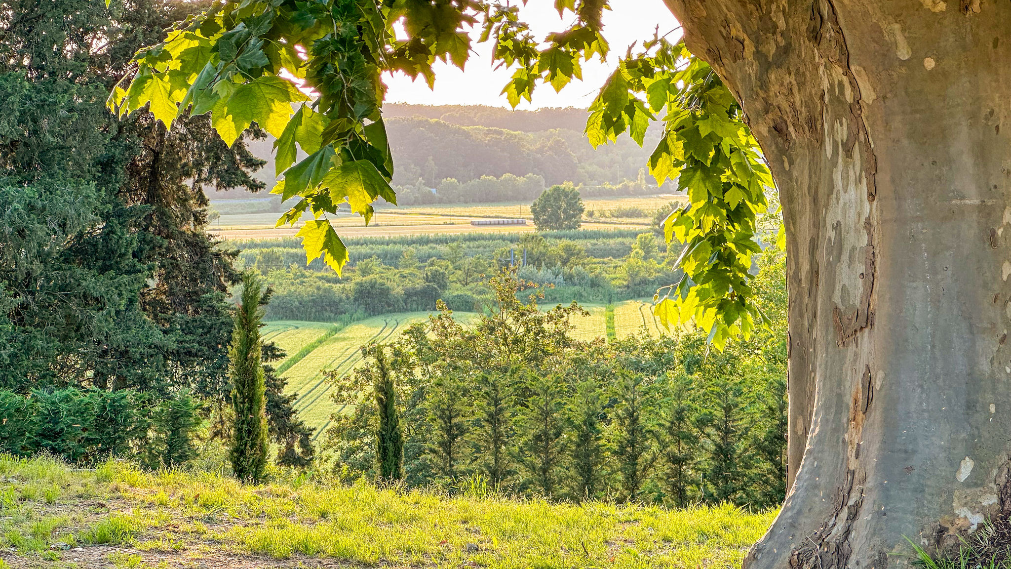Italianway Fauglia Agriturismo Tenuta i 4 venti - Grecale