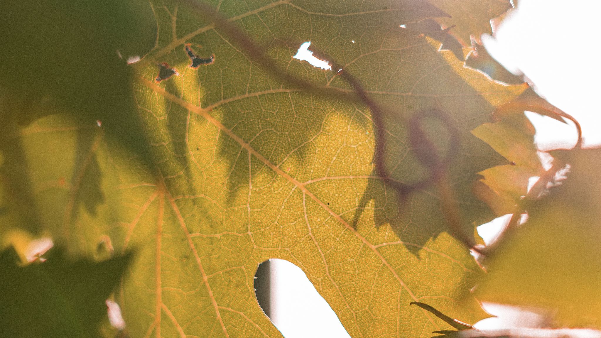 Italianway Trecastagni Casale alle Vigne
