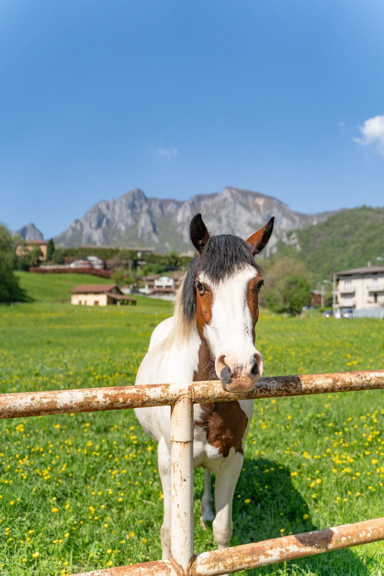 Italianway Ballabio Ballabio IRIS - Relaxing Alpine Getaway