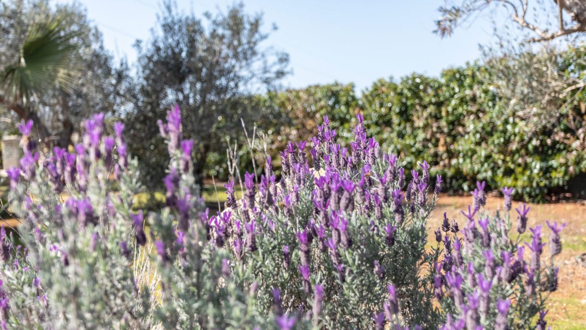 Salento Reservation Racale Tenuta Marghery - Salento Reservation