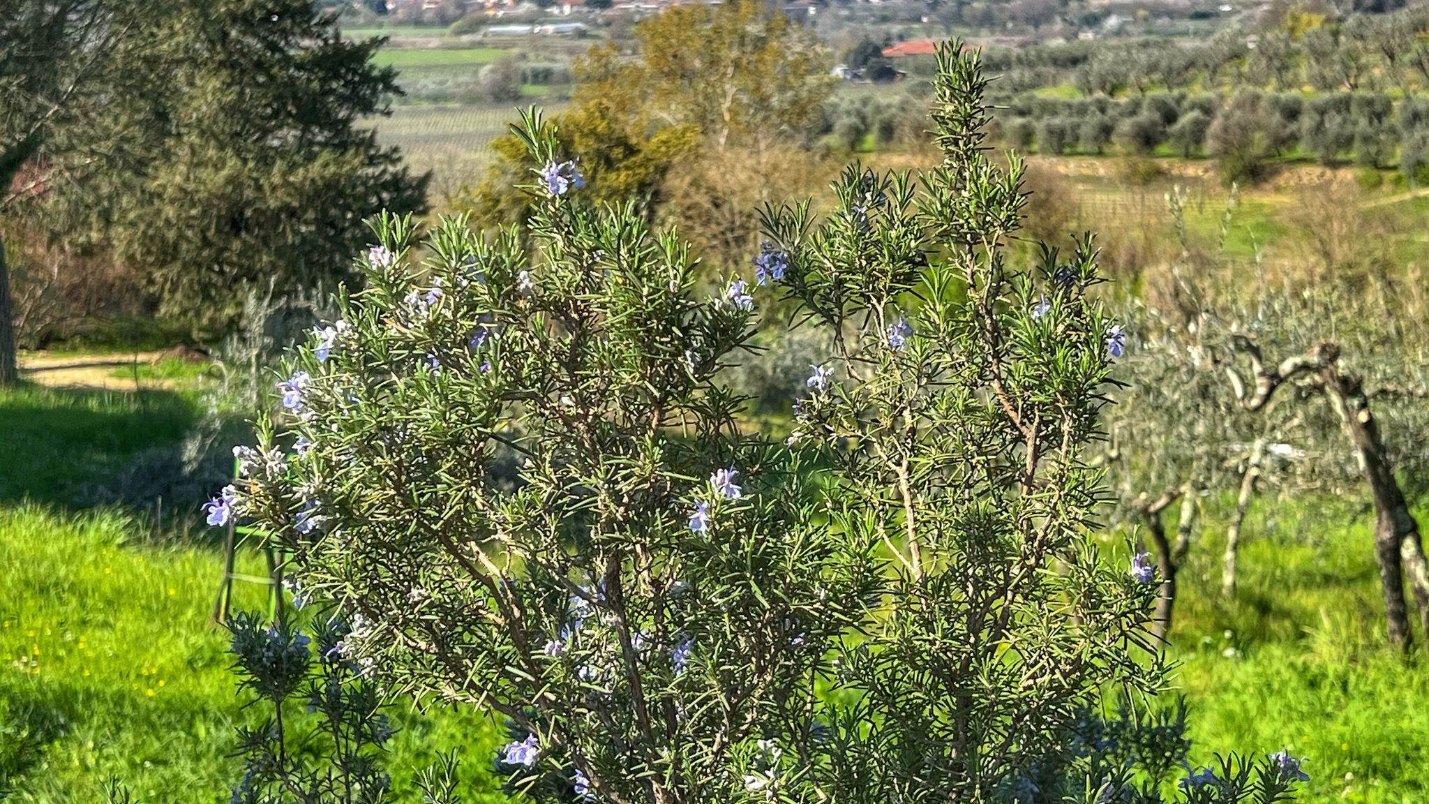 Italianway Capolona Corte di Muciafora Living