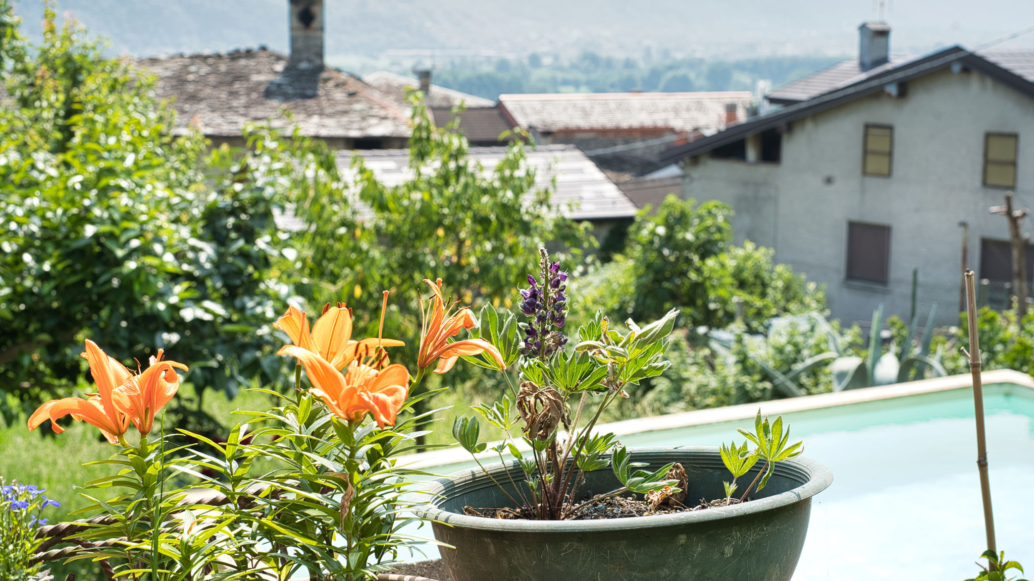 Italianway Traona Il giardino Segreto