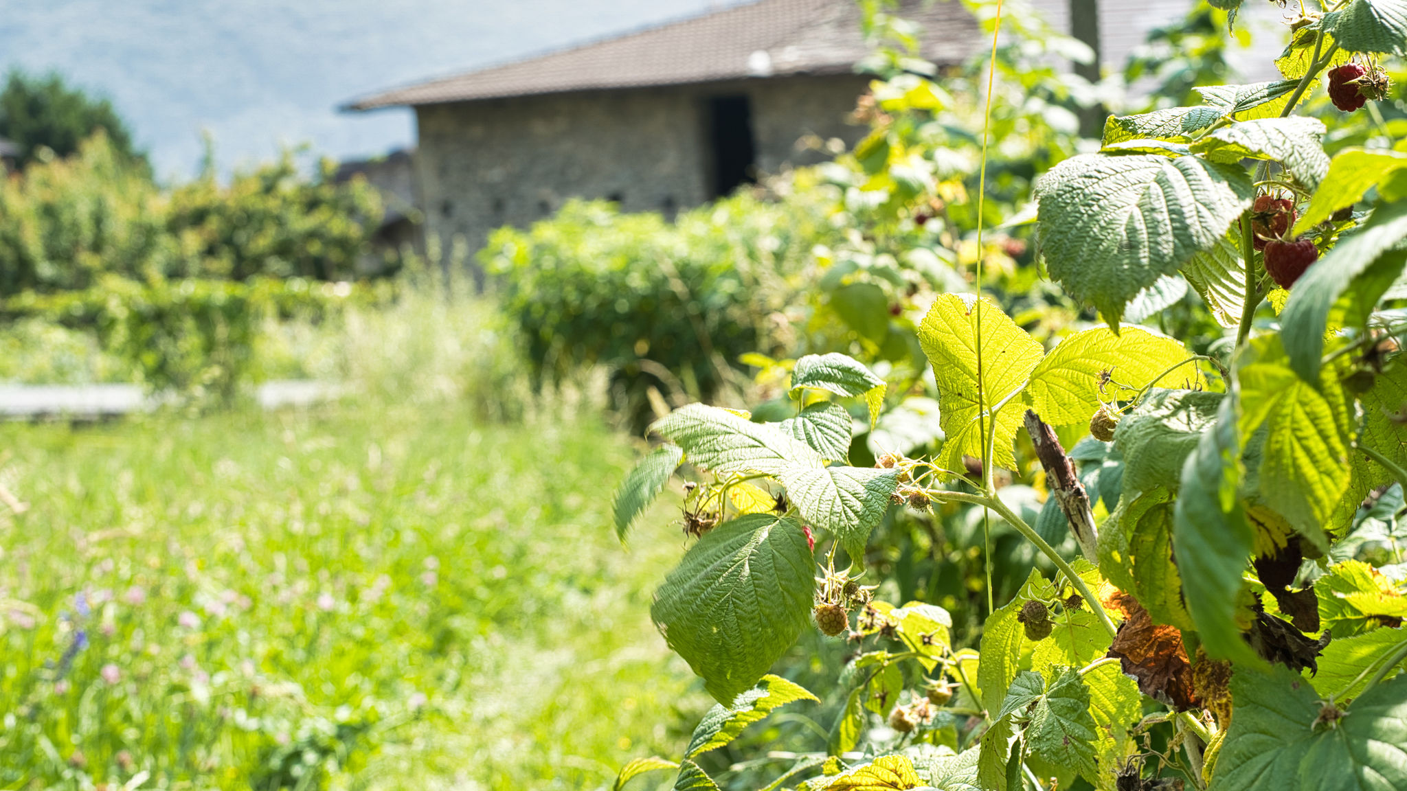Italianway Traona Il giardino Segreto