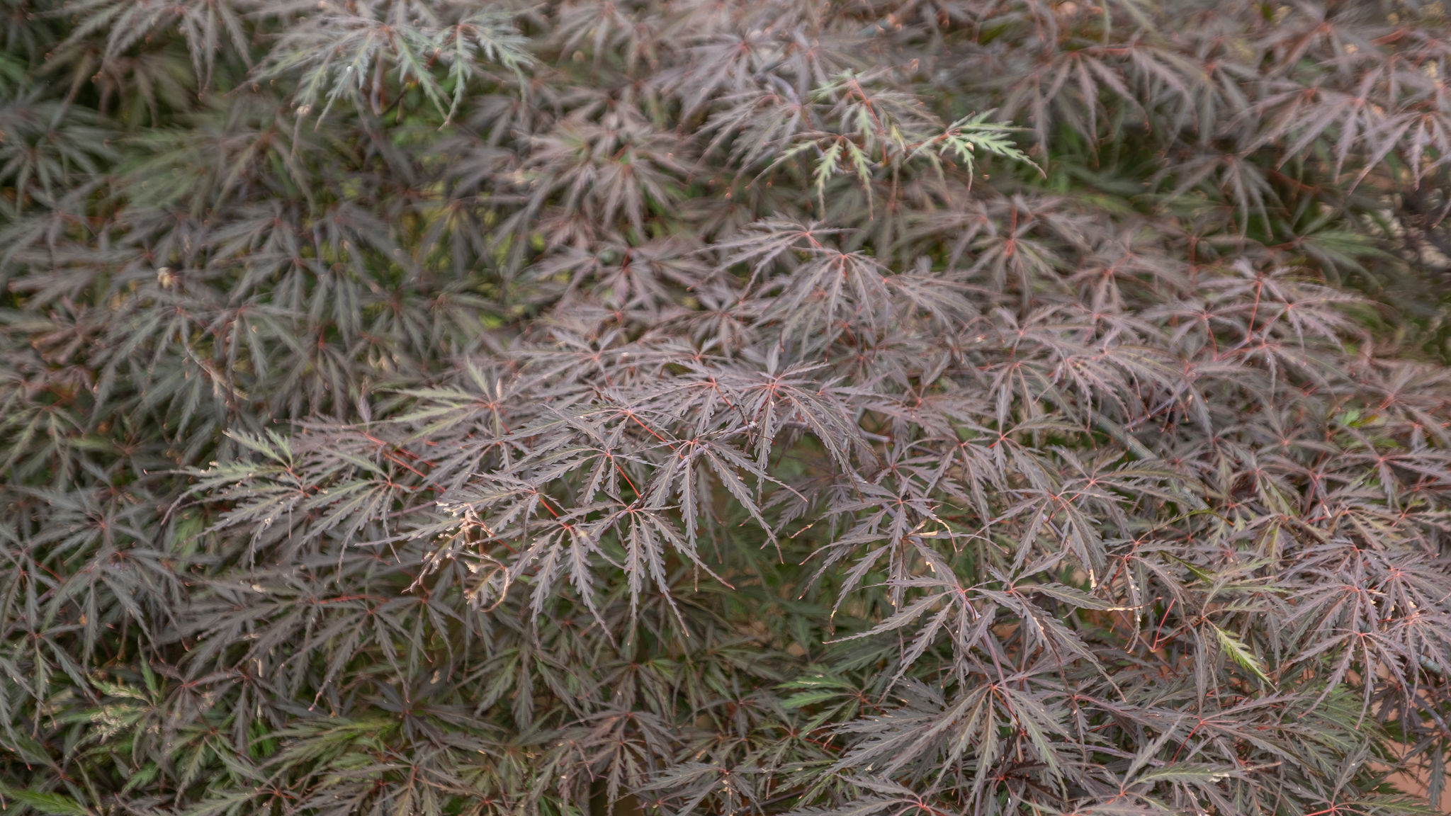 Italianway Paratico Casa Adele