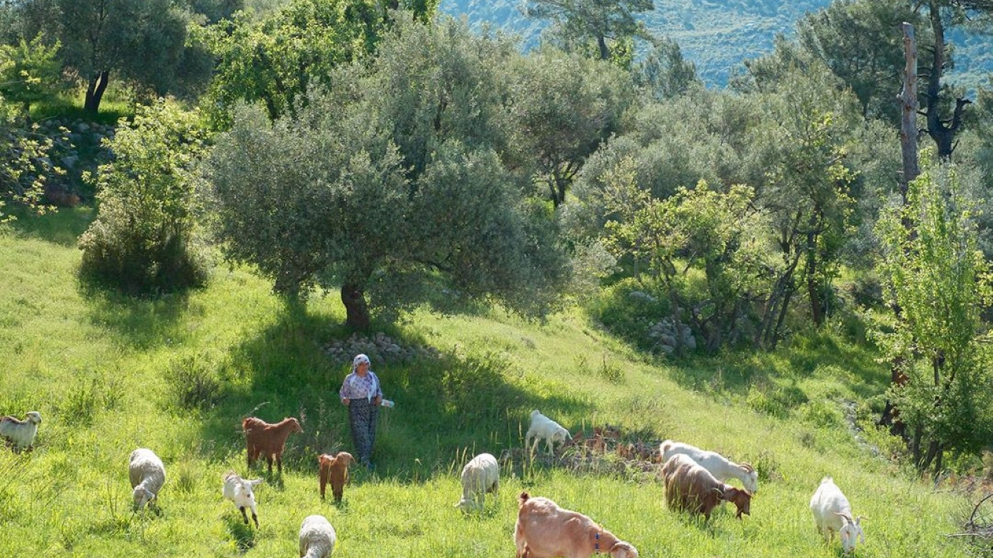 Italianway Kaş Yaz Evi